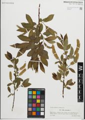 Foto von Salix pentandra L.